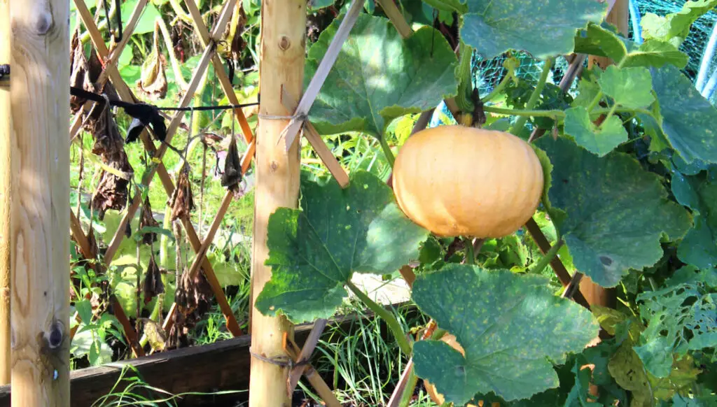 growing pumpkins in raised bed