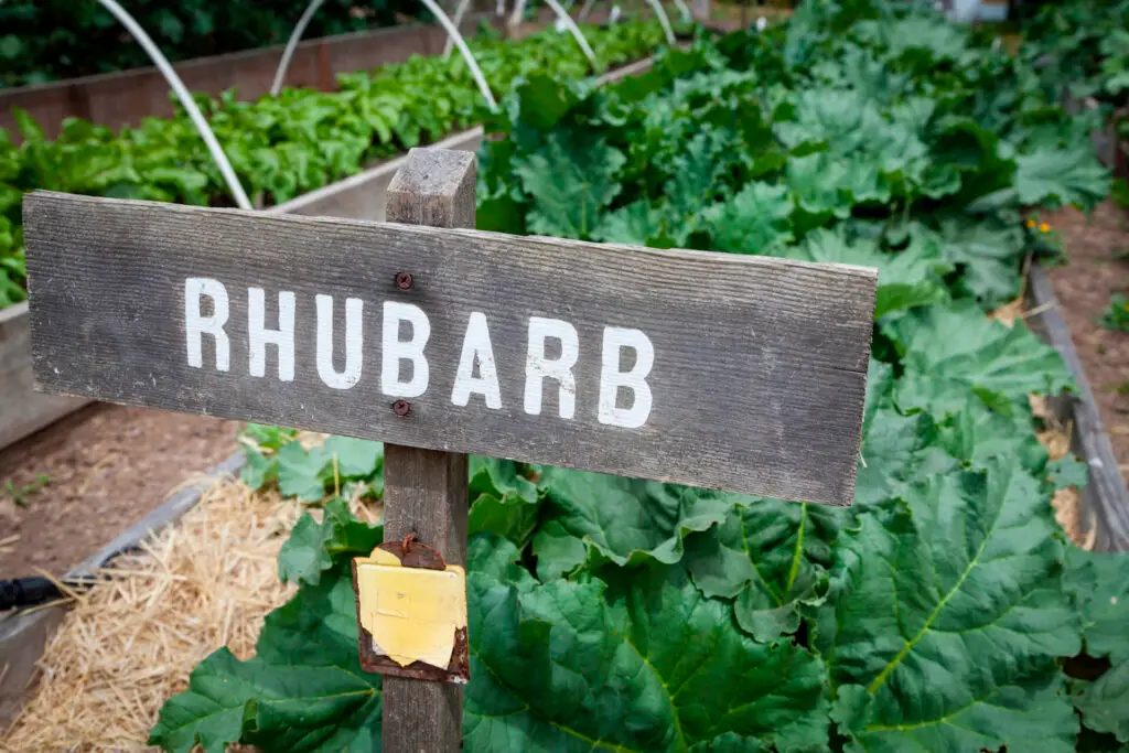 growing rhubarb