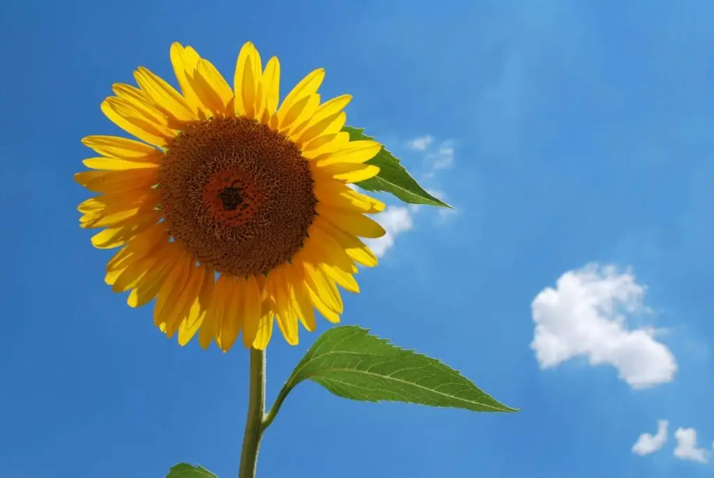 growing sunflowers
