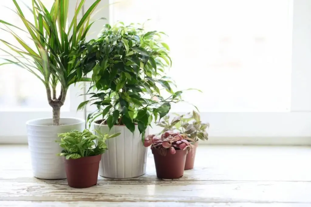 growing household plants