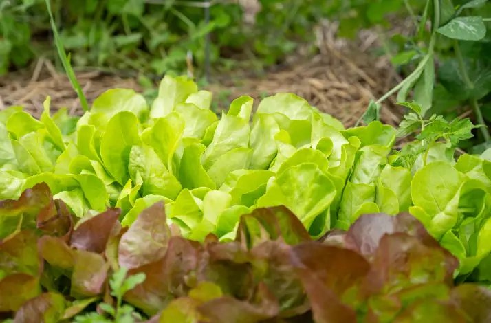 close up of lettuce in garden