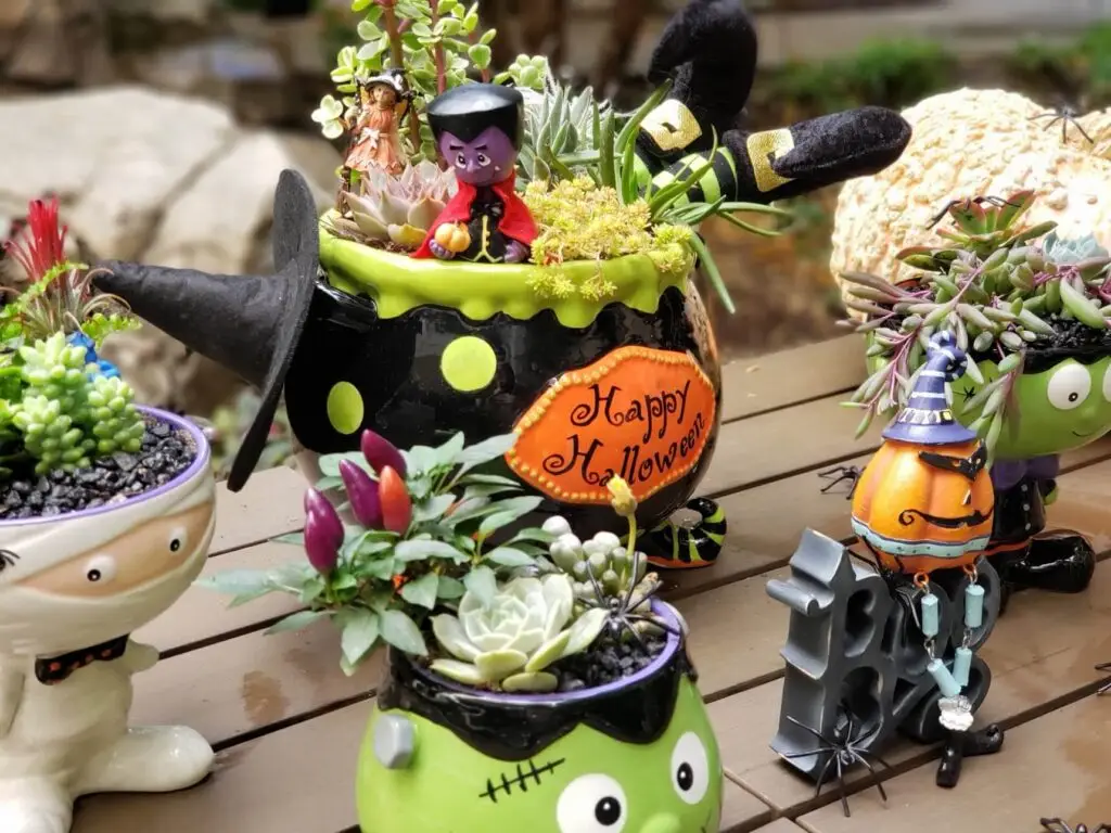 halloween succulents