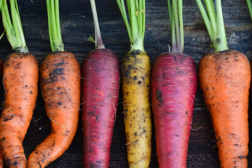 harvested carrots