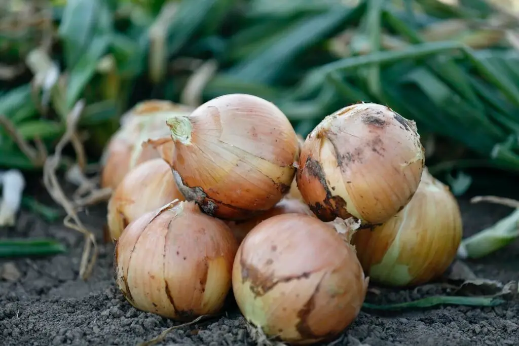 harvesting onions