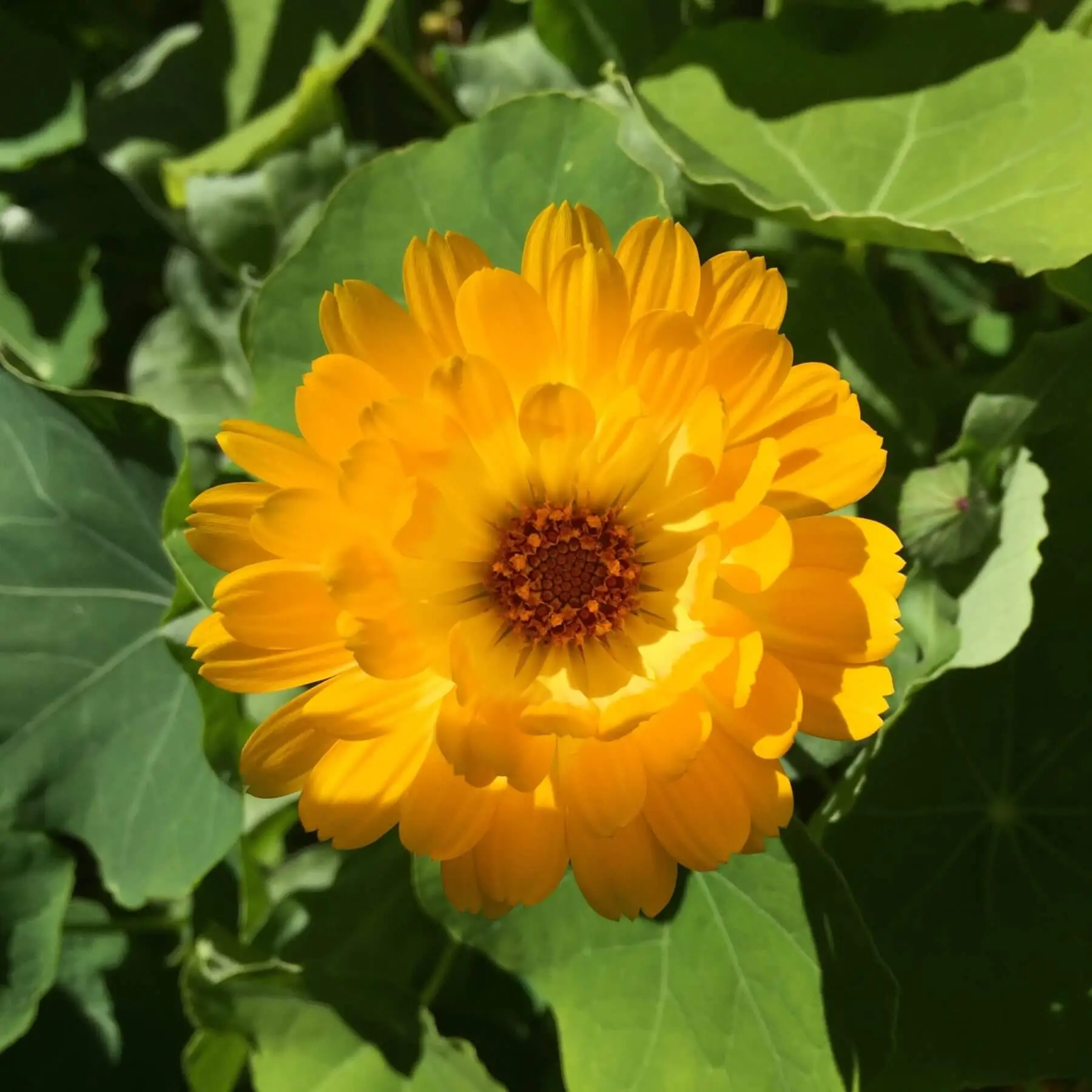 healing-calendula