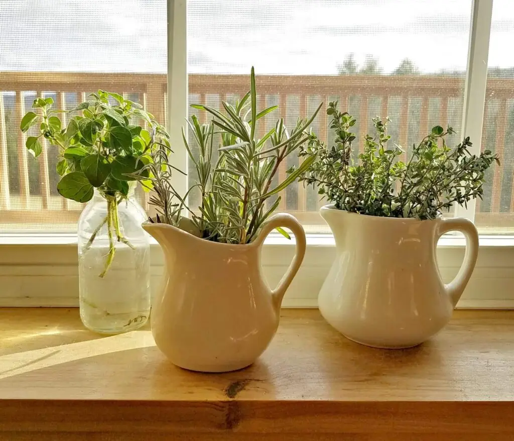 herbs rooting in water