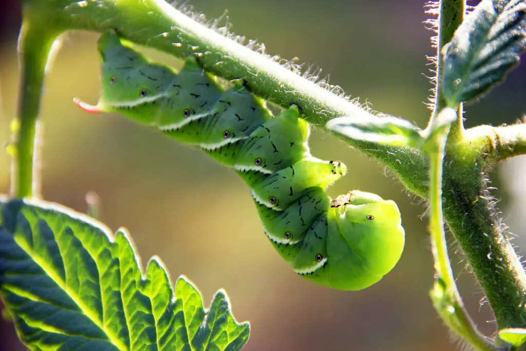 hornworm