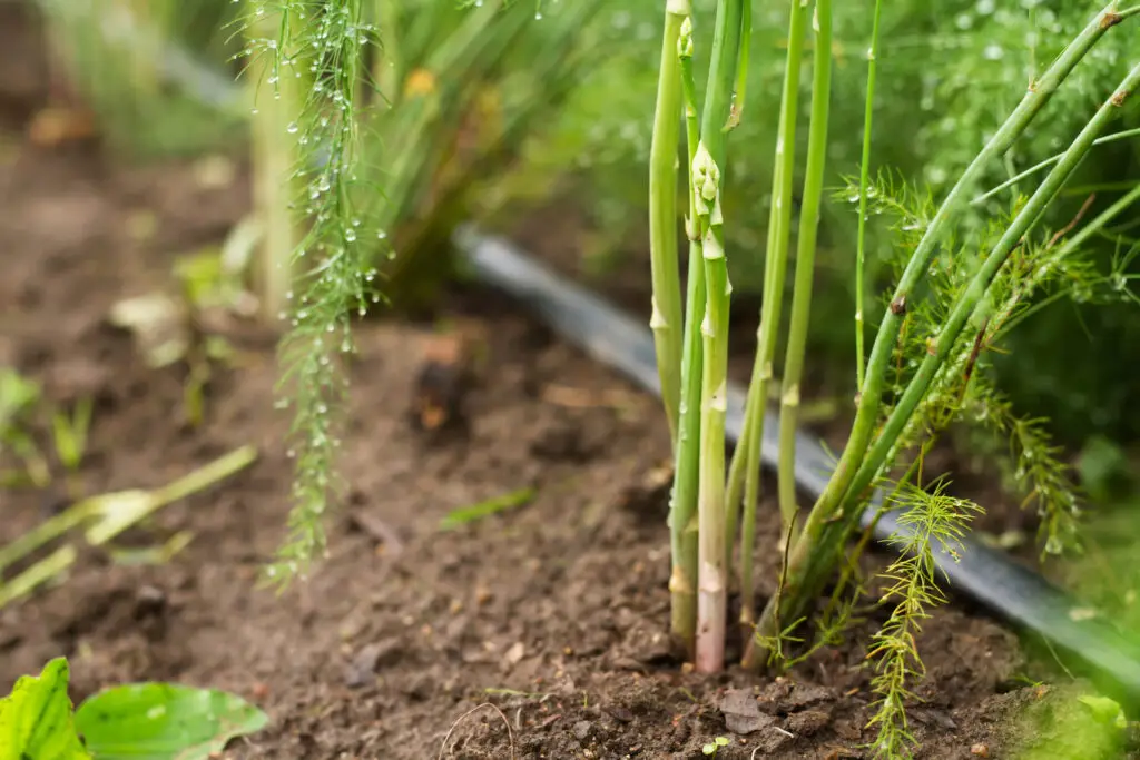 how does asparagus grow