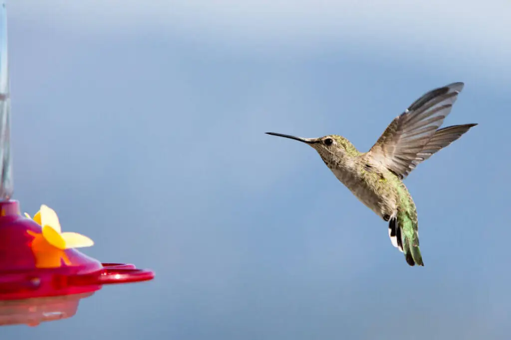 humming bird sugar water