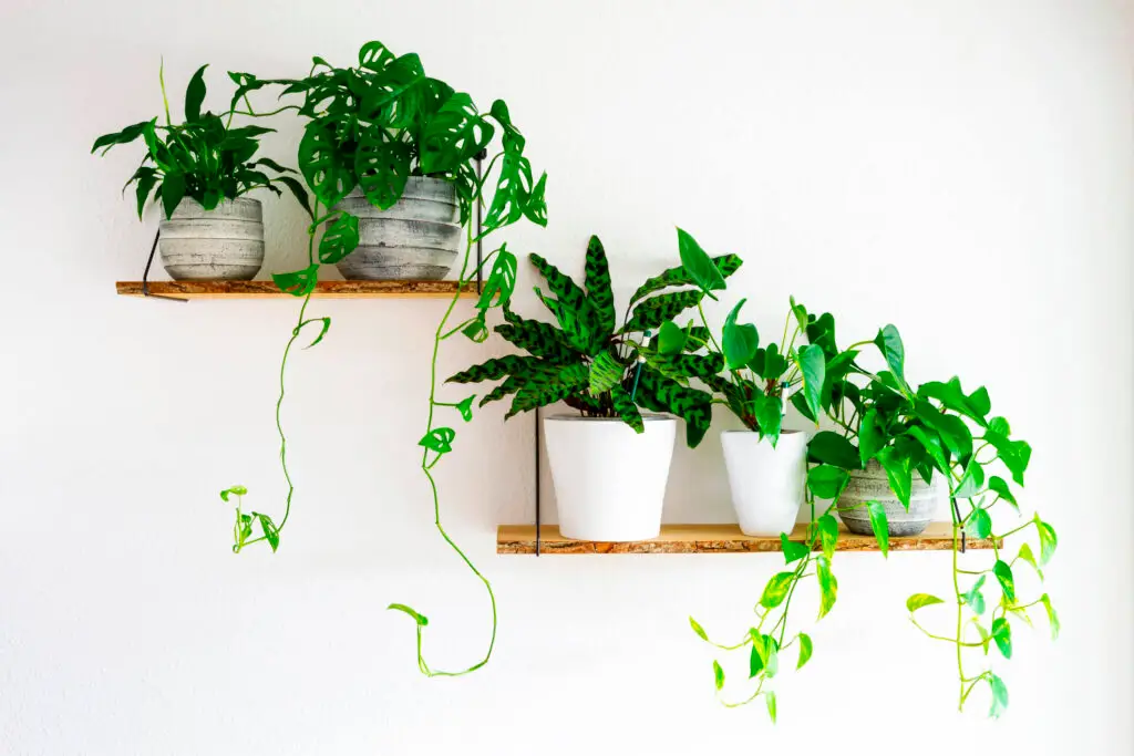 plants on shelf