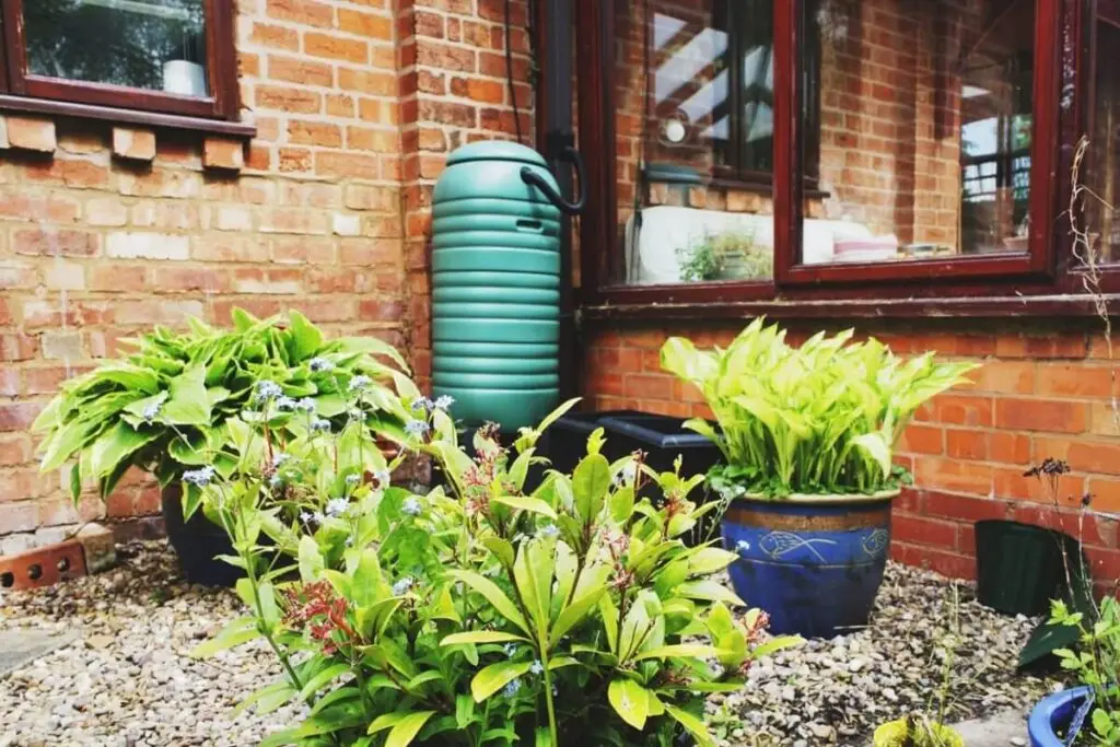 potted plants by house