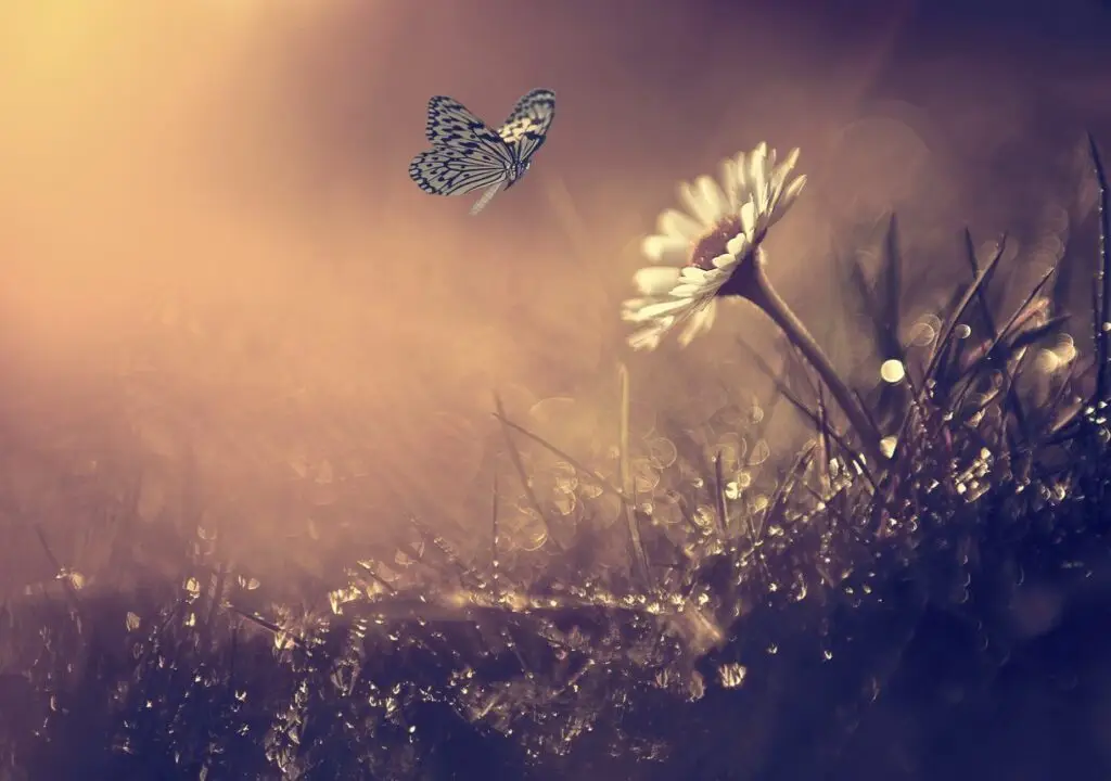 butterfly by flower