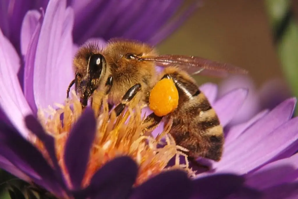 close up of bee on flower