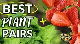 best plant pairs video thumbnail