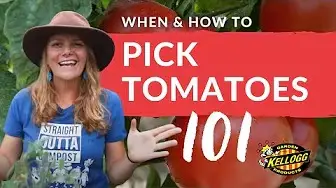 when and how to pick tomatoes 101 video thumbnail