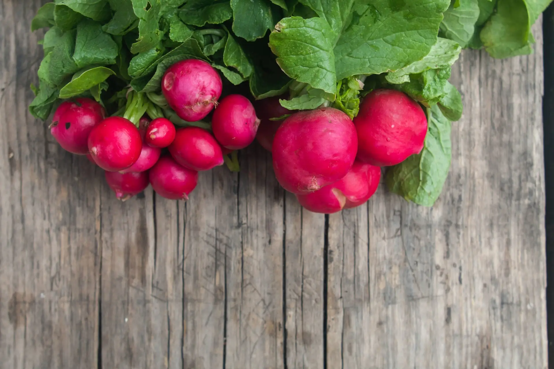 two bunches of radishes and greens