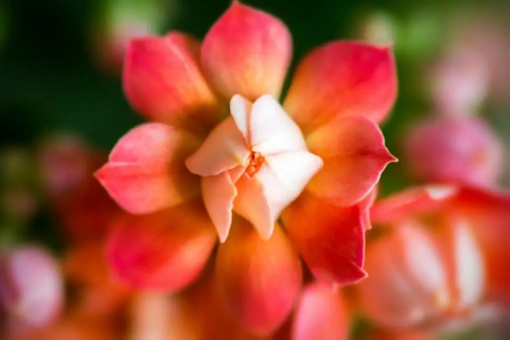 kalanchoeblossfeldiana