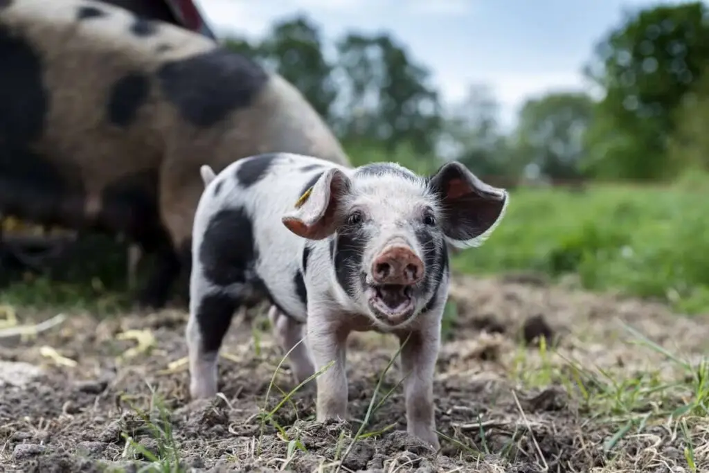 keep animals cool in heat