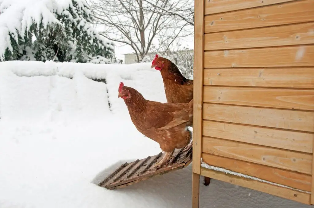keep chickens warm