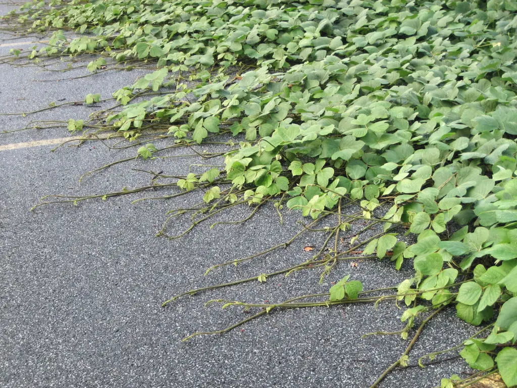 kudzu attack