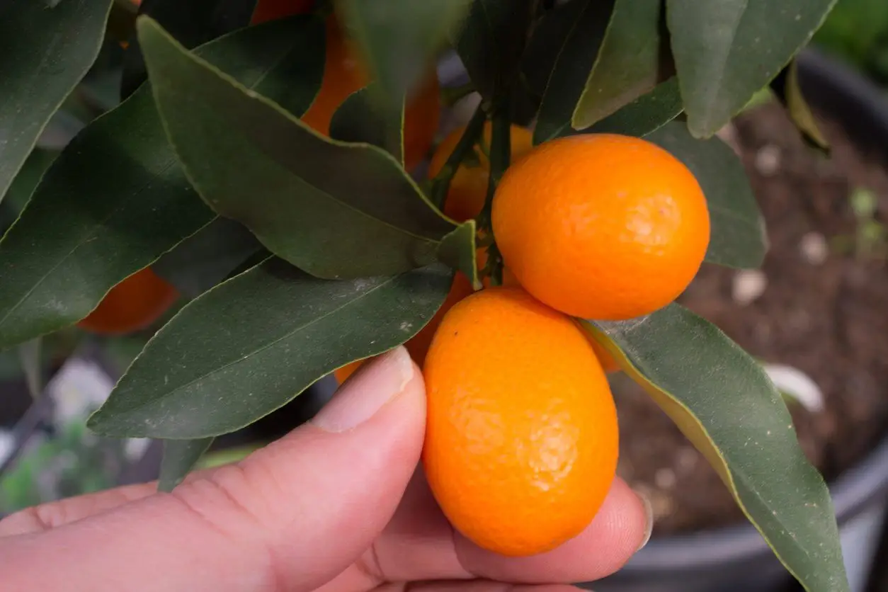 kumquat