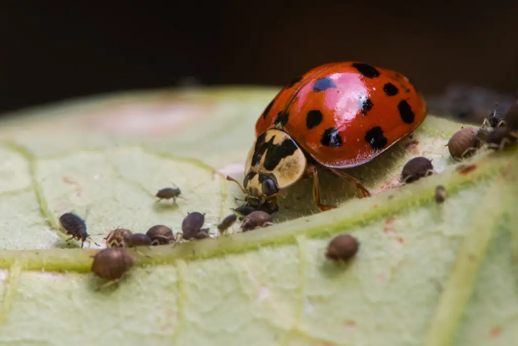 ladybug eating aphids
