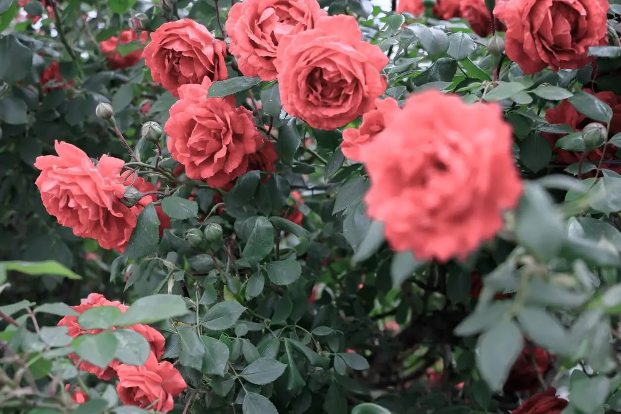 Language of Flowers