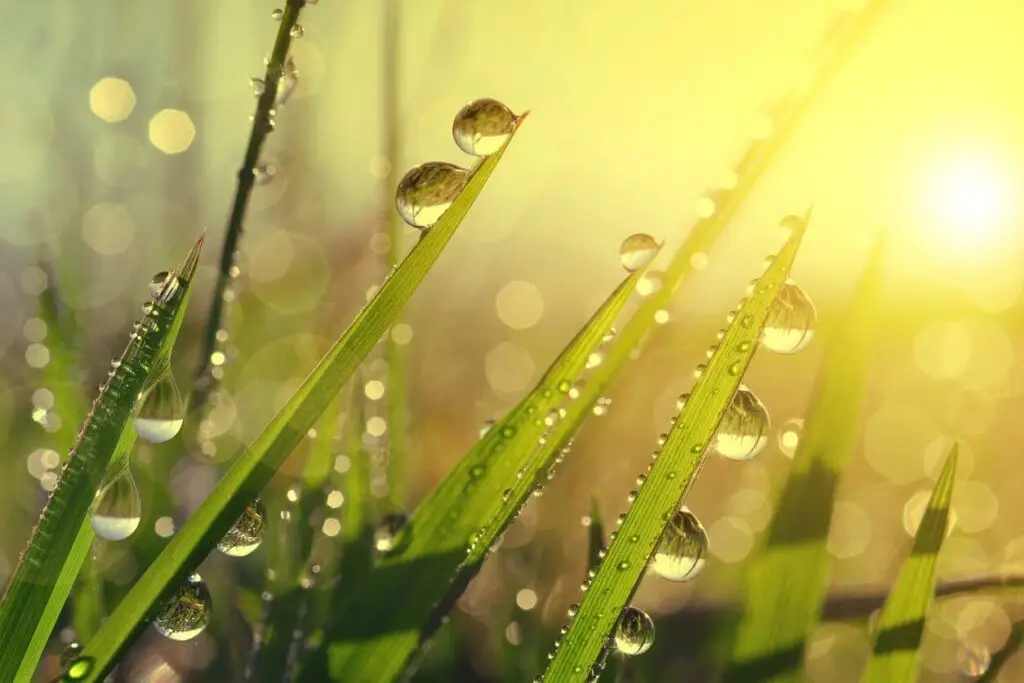 lawn watering