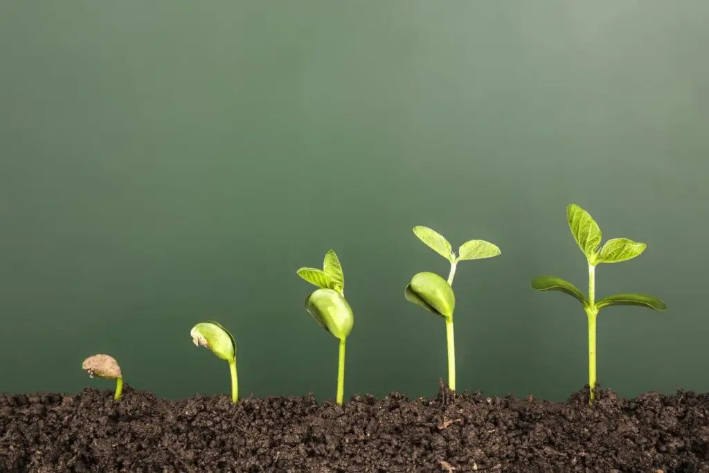 lets get sprouting