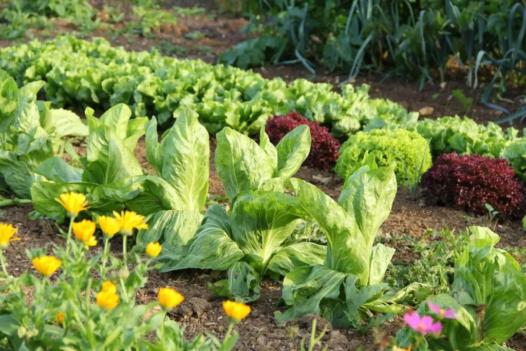 lettuce garden