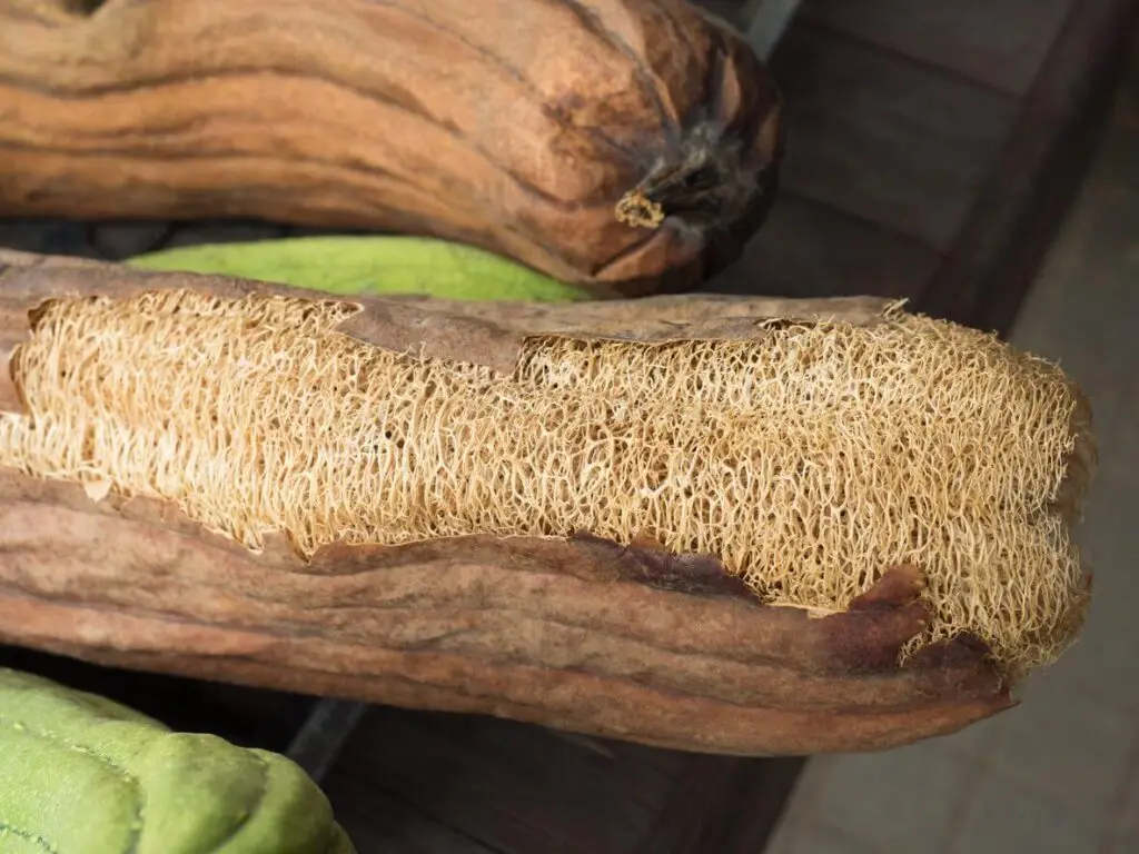 luffa gourd