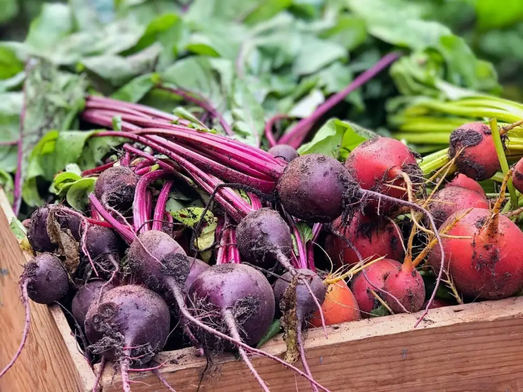 many beets harvested