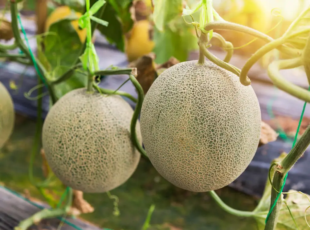melon success