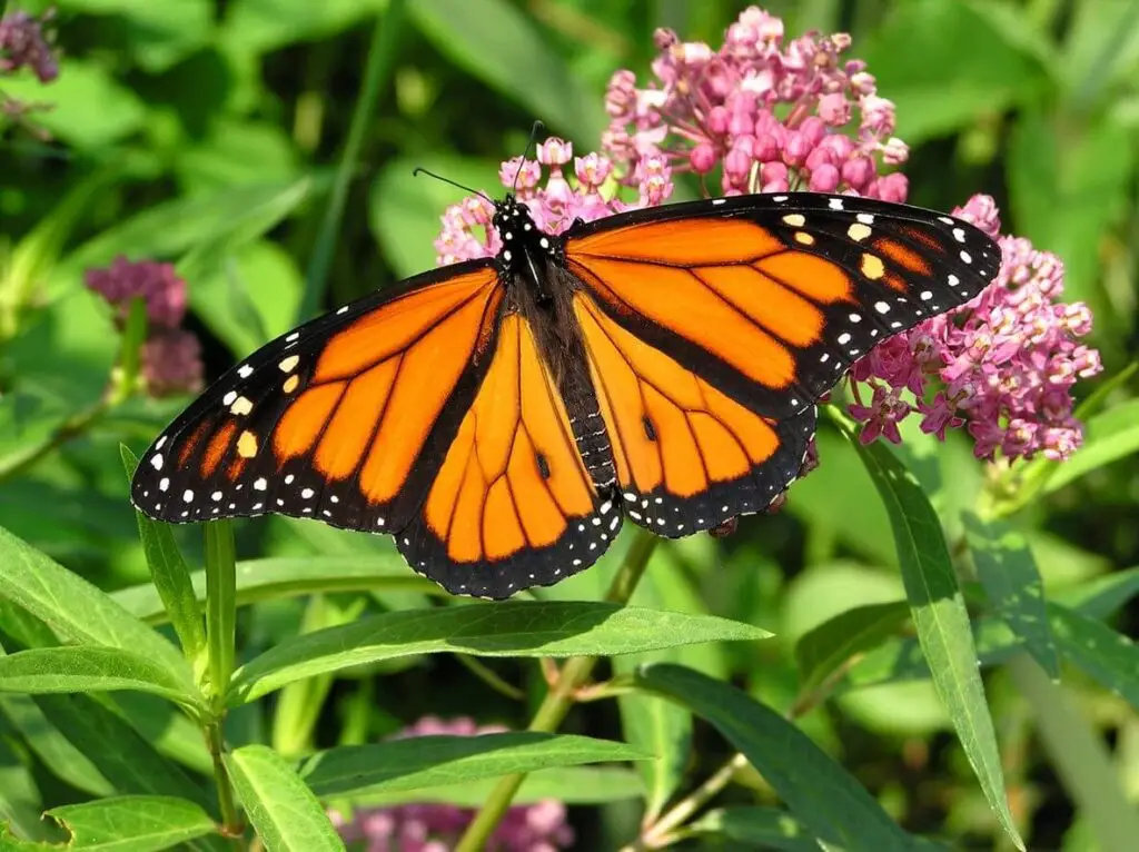 monarch butterfly on milkweed