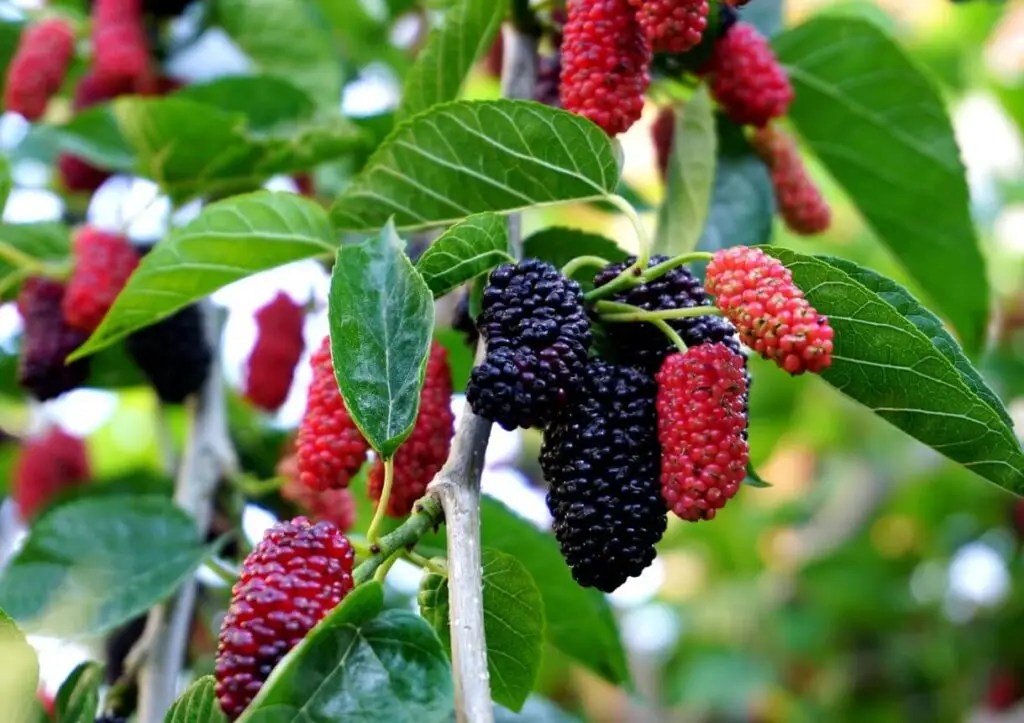 mulberries