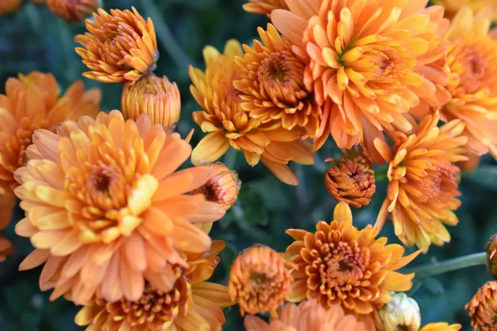 orange mums