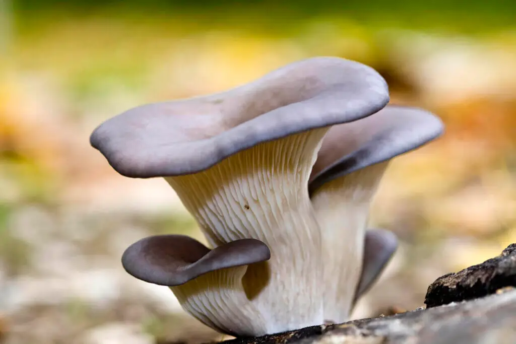 oyester mushroom