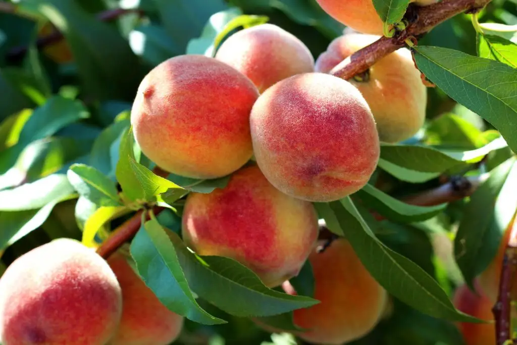 peaches on a branch
