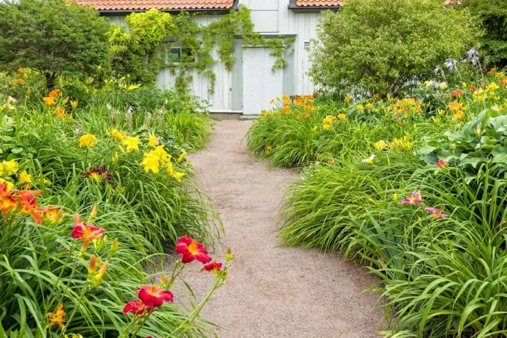 perennial flower pruning