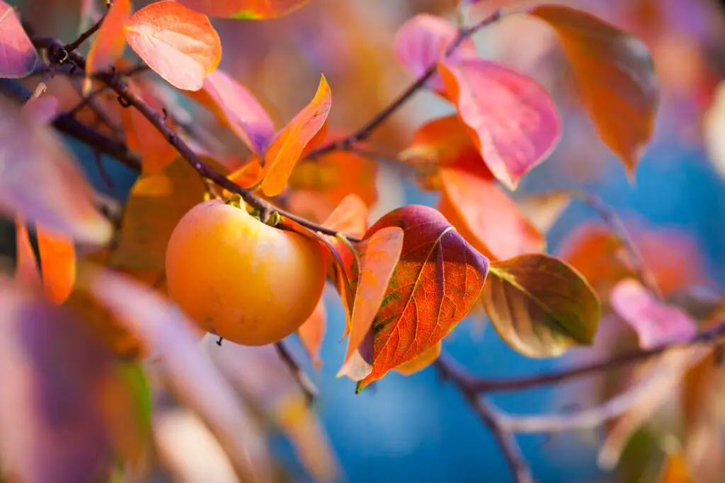 persimmon tree autumn