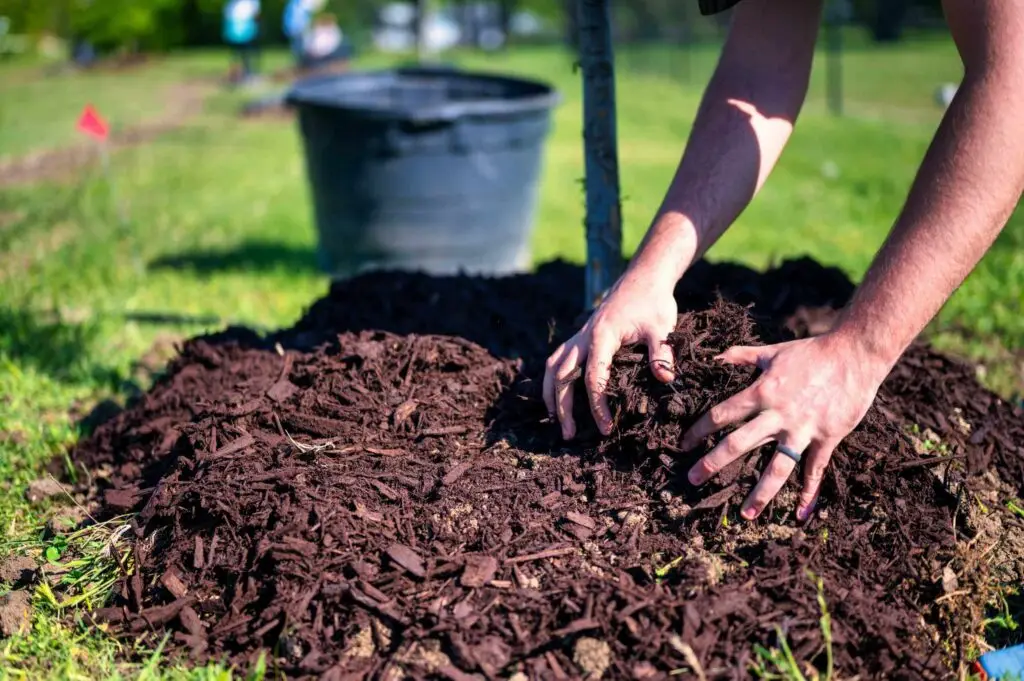 hands adding mulch around tree