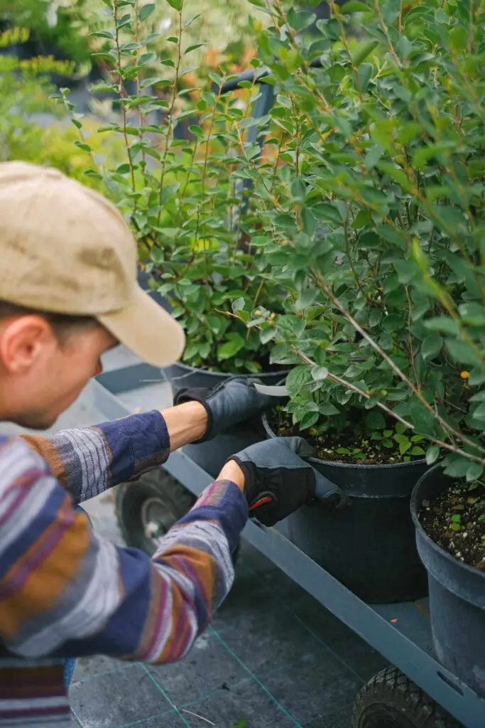 man checking plants