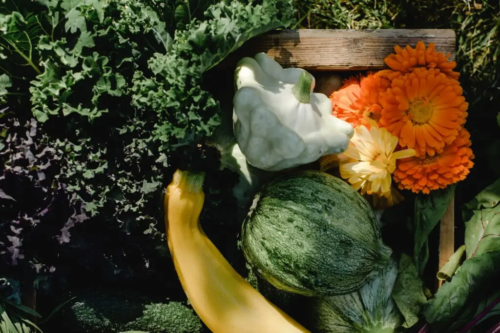 close up of squash