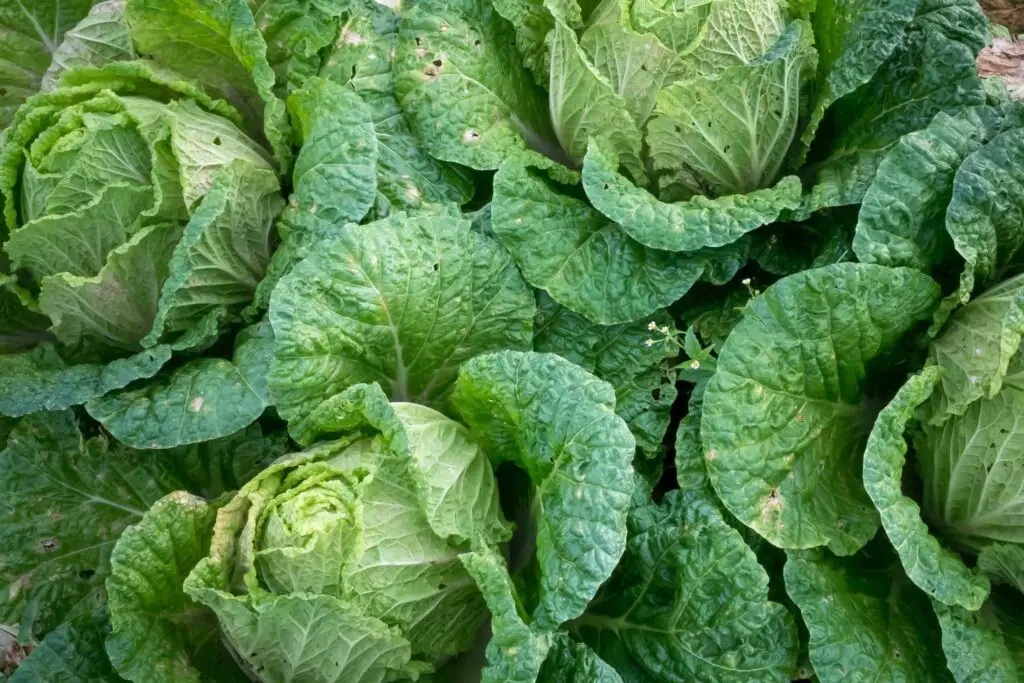 close up of lettuce