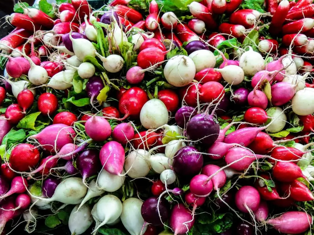 group of many radishes