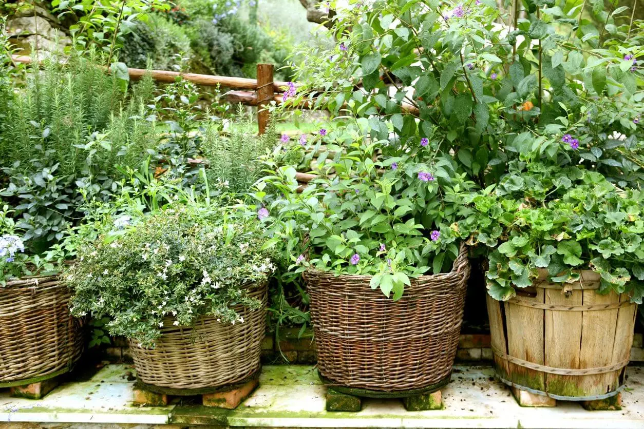 Medicine Garden