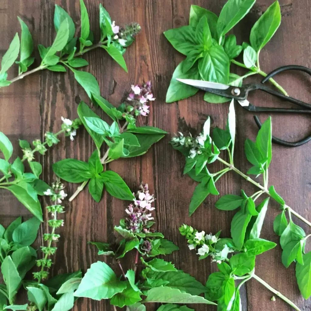 planting medicine cabinet
