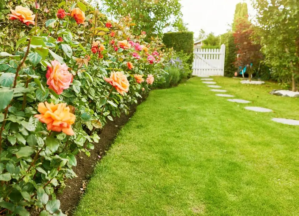 planting your lawn
