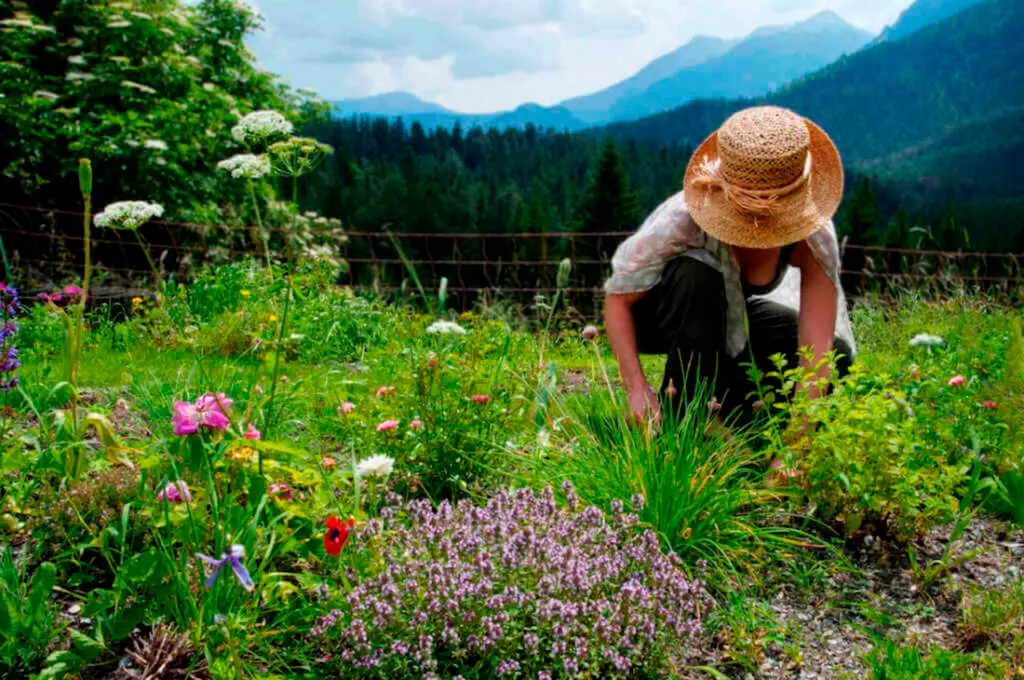 midsummer planting
