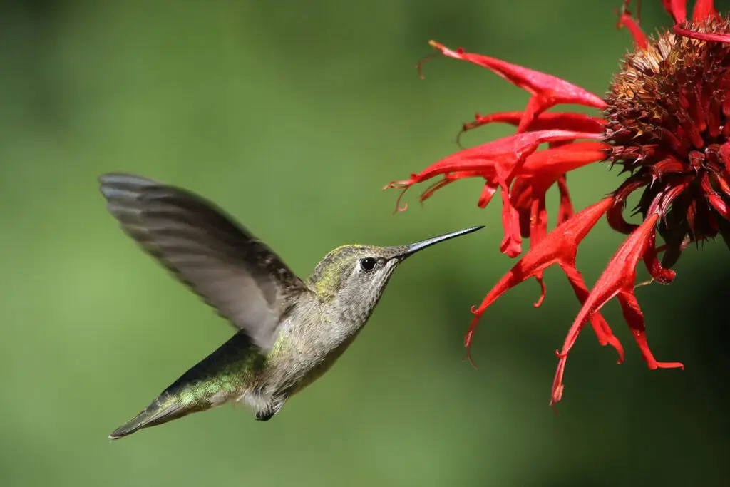 pollinator with fall flower